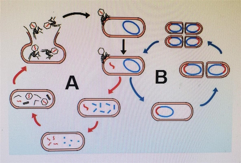 Which viral replication cycle is represented in part A of this diagram? O A. Dormant-example-1