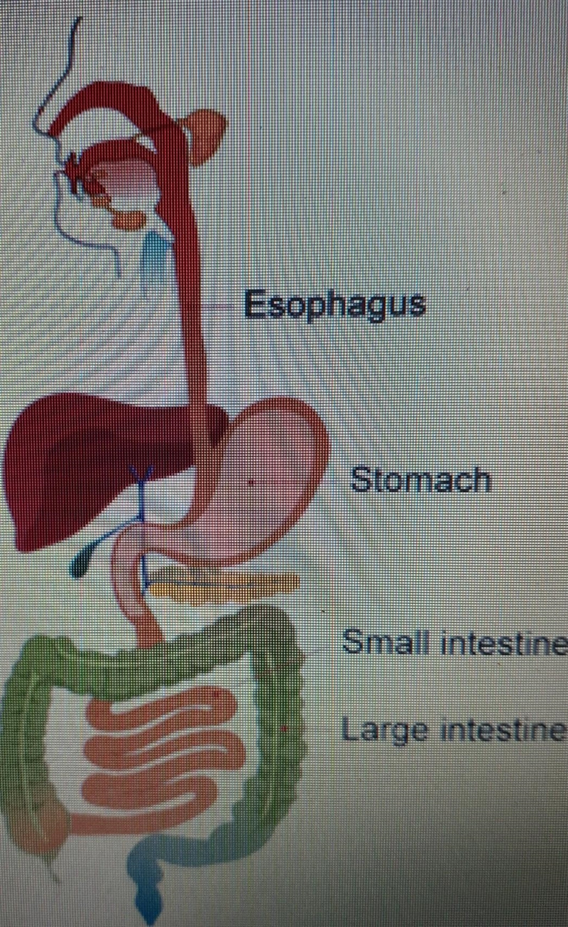 A diagram of the human digestive system is shown below.Removing which organ would-example-1