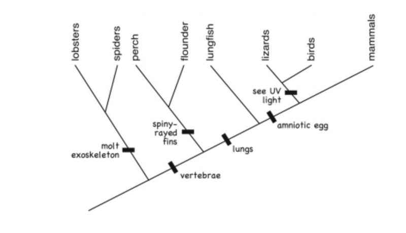 Which conclusion does the information in the diagram above best support? a) Spiders-example-1