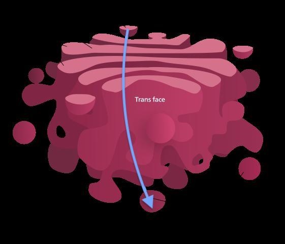 Which of following answer choices properly match the cell structure and function depicted-example-1