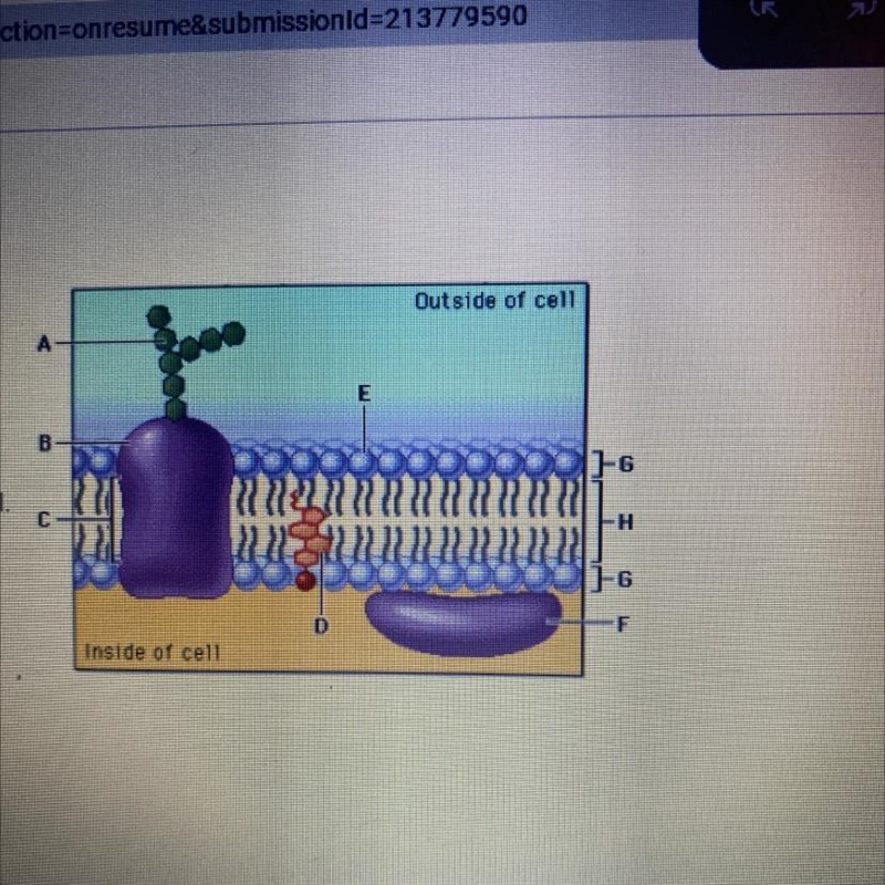 What describes G and why they face the watery inside and outside of the cell-example-1