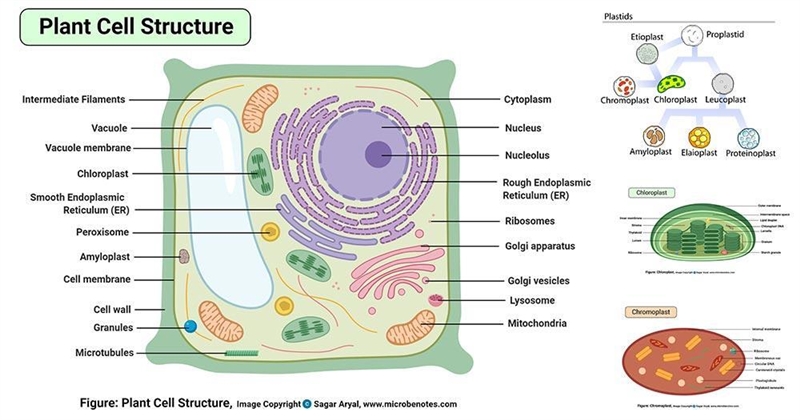 5. Which organelle in a plant cell is responsible for the green color of leaves?-example-1