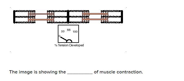 Please help.. tysm if you do A. Calcium release B. Sliding filament mechanism C. Repeated-example-1