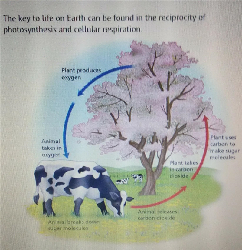 Explain A) Photosynthesis is responsible for providing the oxygen needed for all life-example-1