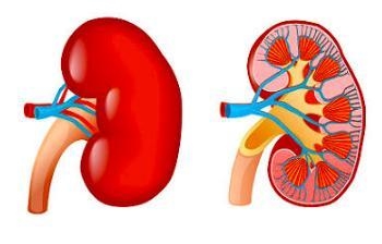 Which level of organization is pictured? organelle cell tissue organ-example-1