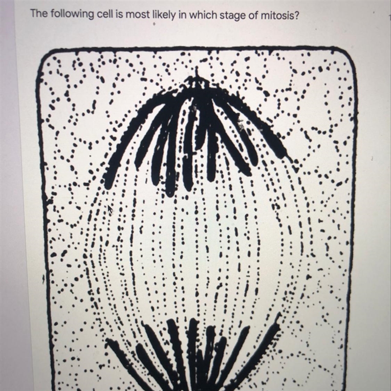 A prophase B.Metaphase C. anaphase-example-1