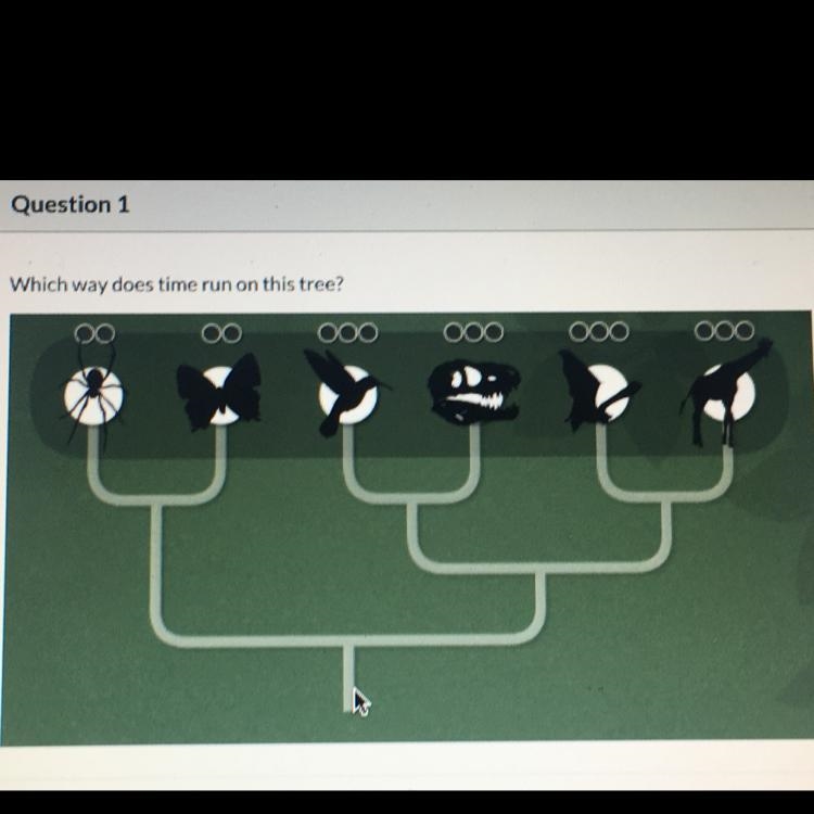 Which way does time run on this tree? A) from the branch tips to the root (top to-example-1