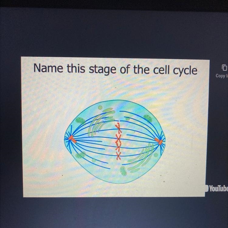 Name this stage of the cell cycle A) prophase B) Metaphase C)interphase D)telophase-example-1