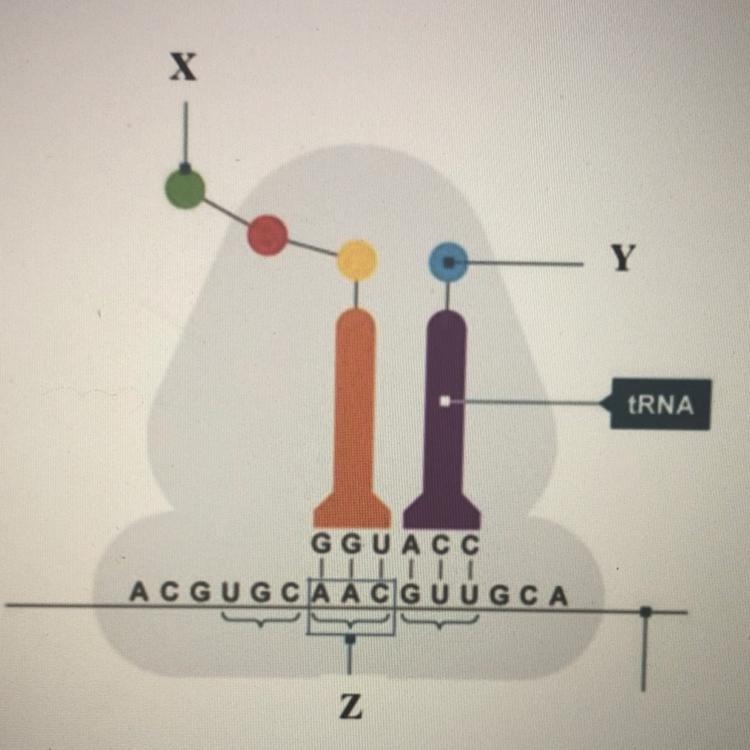 Identify the structure labeled X in the diagram Polypeptide (protein) made up of amino-example-1