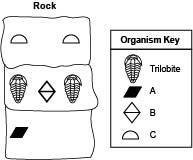 (Please help!) The diagram below shows the layers of a rock having a trilobite: Which-example-1