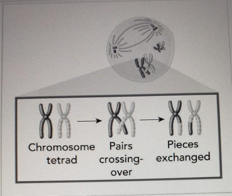 Meiosis is a process in which the number of chromosomes per cell is cut in half through-example-1