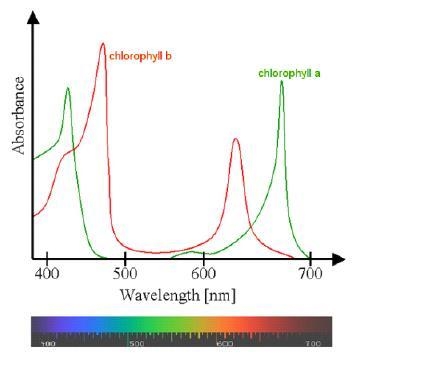 Which color of light does chlorophyll b absorb more of than any other color?-example-1