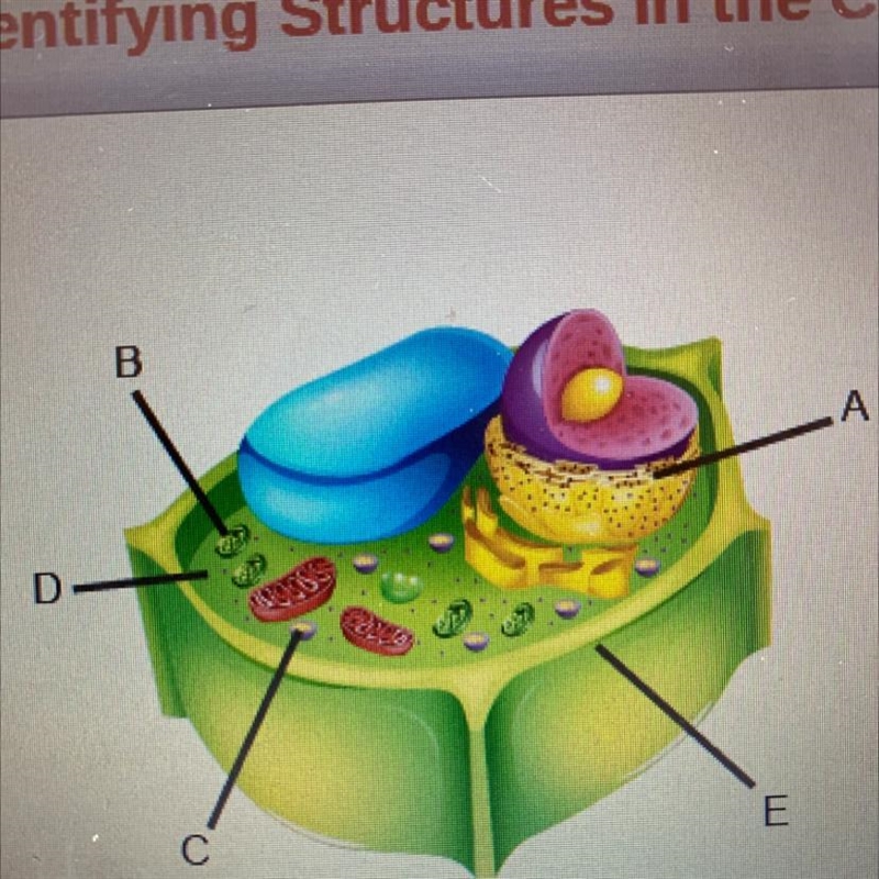 Identify the labeled structures. A: B: C: D: A E: lables: cell wall, chloroplast, cytoplasm-example-1