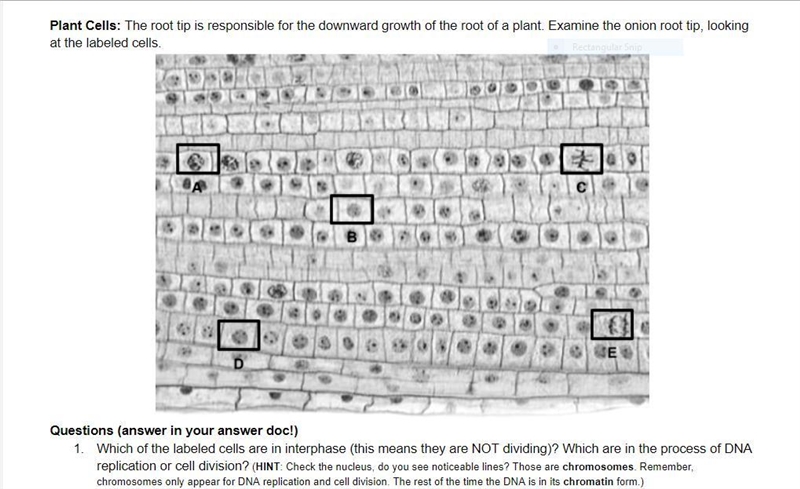 For what purpose is the root tip going through cell division?-example-1