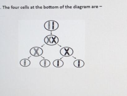 The four cells at the bottom of the diagram are--example-1