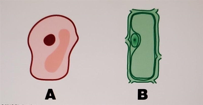 Which of the graphics best represents an animal cell? !!!THIS IS URGENT!!!​-example-1