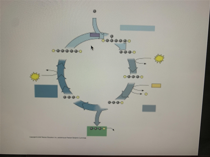 Is this the krebs cycle or the calvin cycle? They both have to do with photosynthesis-example-1