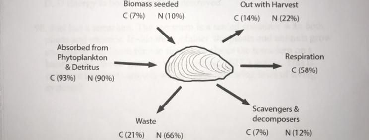 The diagram provided shows the carbon and nitrogen flow through a man-made mussel-example-1