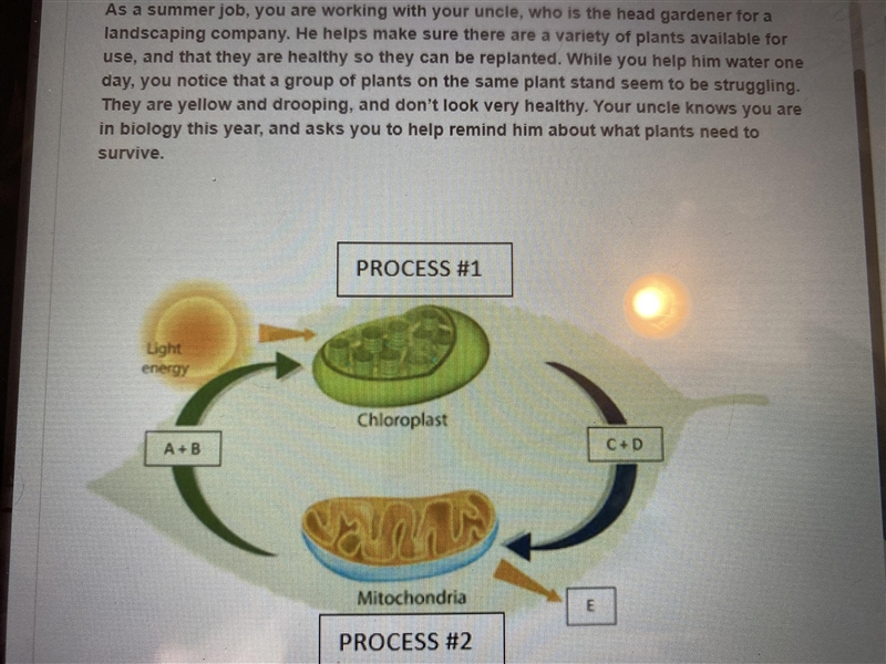 Which letters are broken down to produce energy for cells? There’s two-example-1