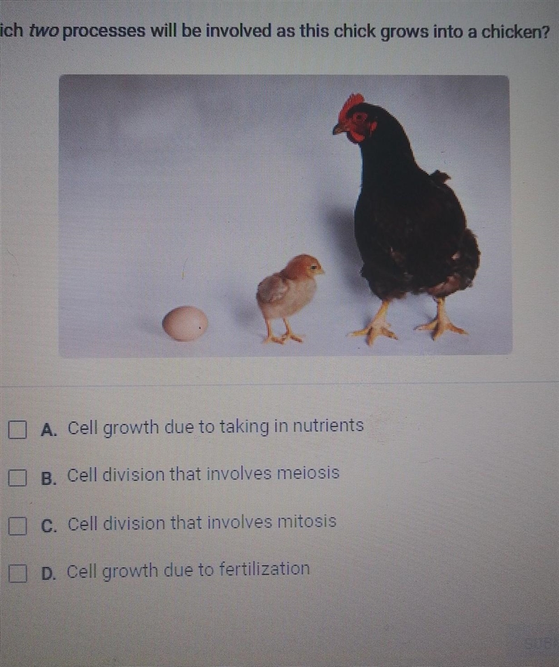 Which two processes will be involved as this chick grows to a chicken A cell growth-example-1