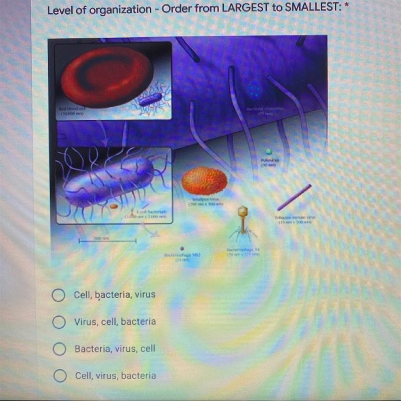 Order from largest to smallest: cell, bacteria, virus-example-1