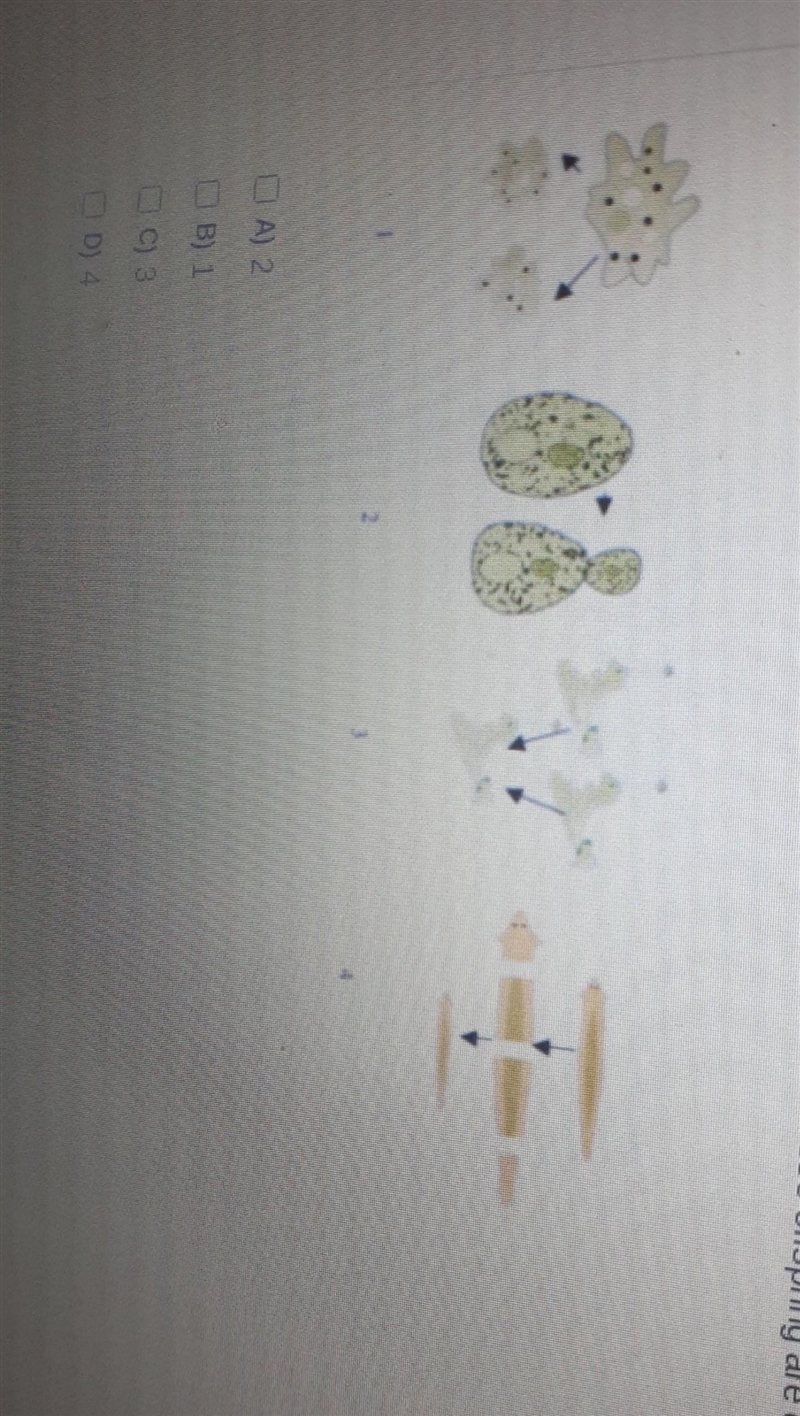 The images show sets of organisms with their offspring.Which of these offspring are-example-1