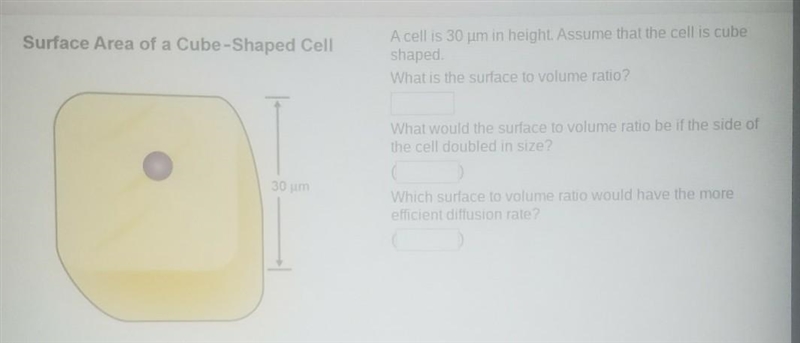 A cell is 30 um in height. Assume that the cellis cube shaped. What is the surface-example-1