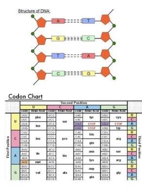 Scientists describe our genetic code as universal. With minor exceptions, all species-example-1