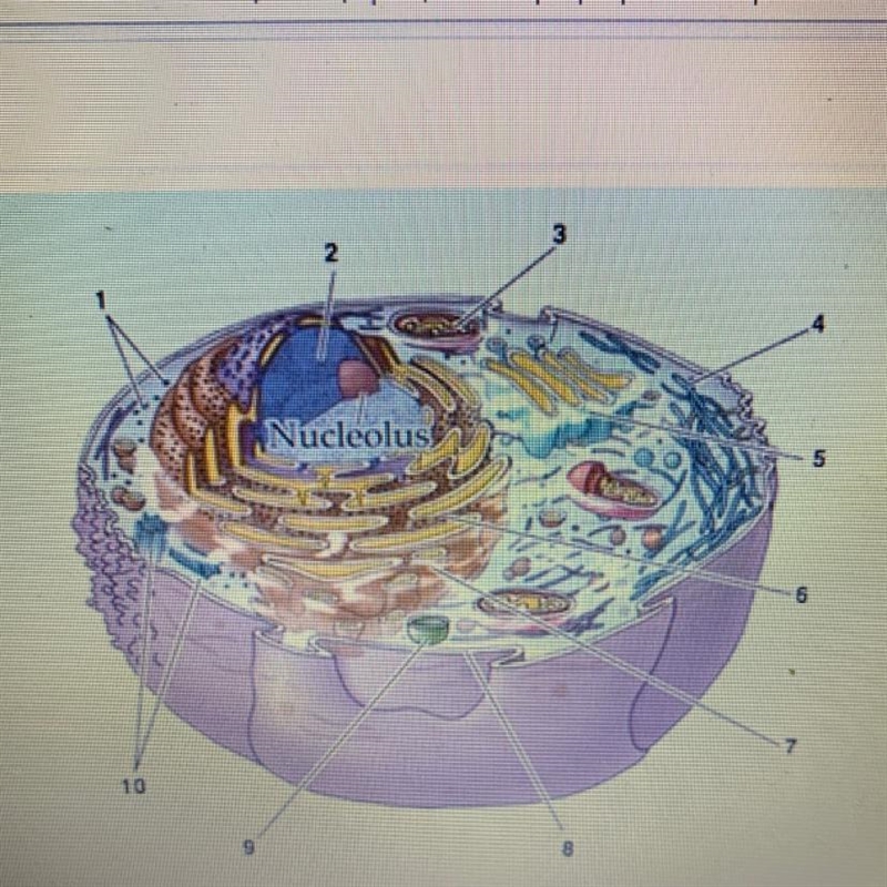 Which of the numbered labels is pointing to an energy producing organelle in the diagram-example-1