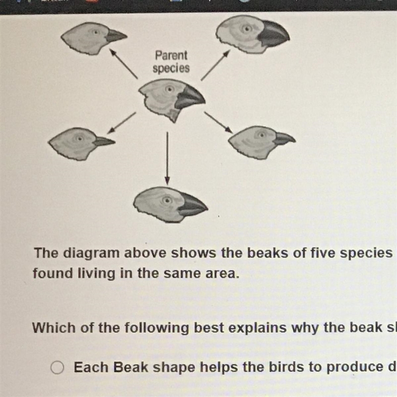 Parent species The diagram above shows the beaks of five species of birds that developed-example-1