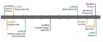 Study the timeline. Based on the timeline, about how many years ago could the oldest-example-1