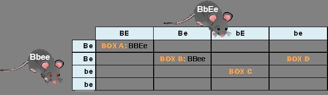 In boxes A and B, the genotypes are shown for you. You need to determine the phenotypes-example-1