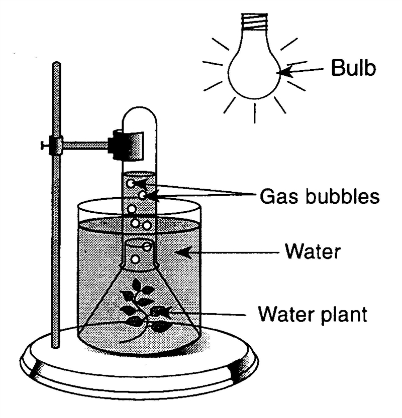 Use the following diagram to answer the question: The gas released in this investigation-example-1