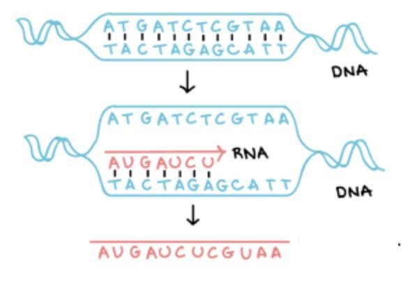 The diagram below shows a strand of DNA matched to a strand of mRNA. what process-example-1