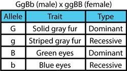 According to the table, how likely is it that blue eyes will show up in the offspring-example-1