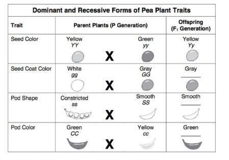 What would be the Genotype for the F1 Gray color seed coat? A. gg B. GG C. Gg-example-1