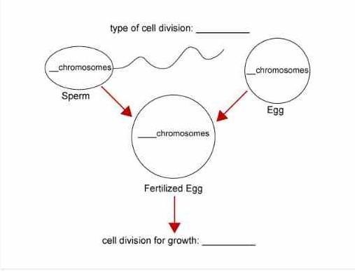 Frogs have 13 pairs of chromosomes. Complete this model by writing in the correct-example-1