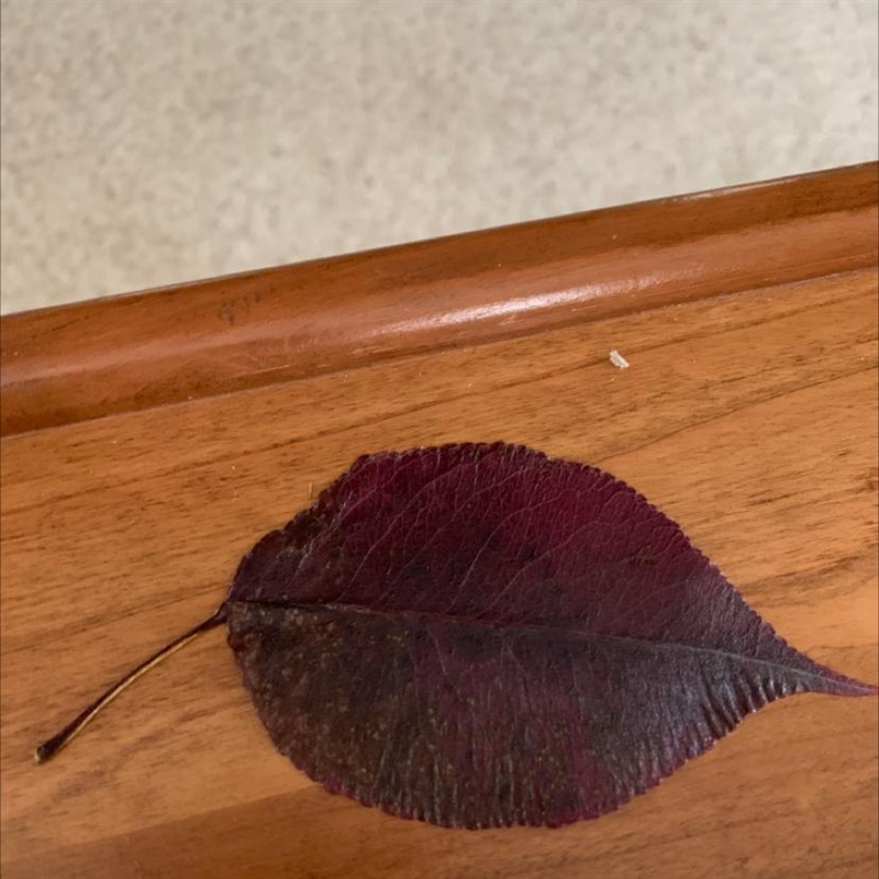 What type of leaf is this?-example-1