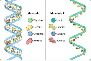 24 PTS Molecule 1 has the following sequences of bases: AGTTCA. Which set of bases-example-1