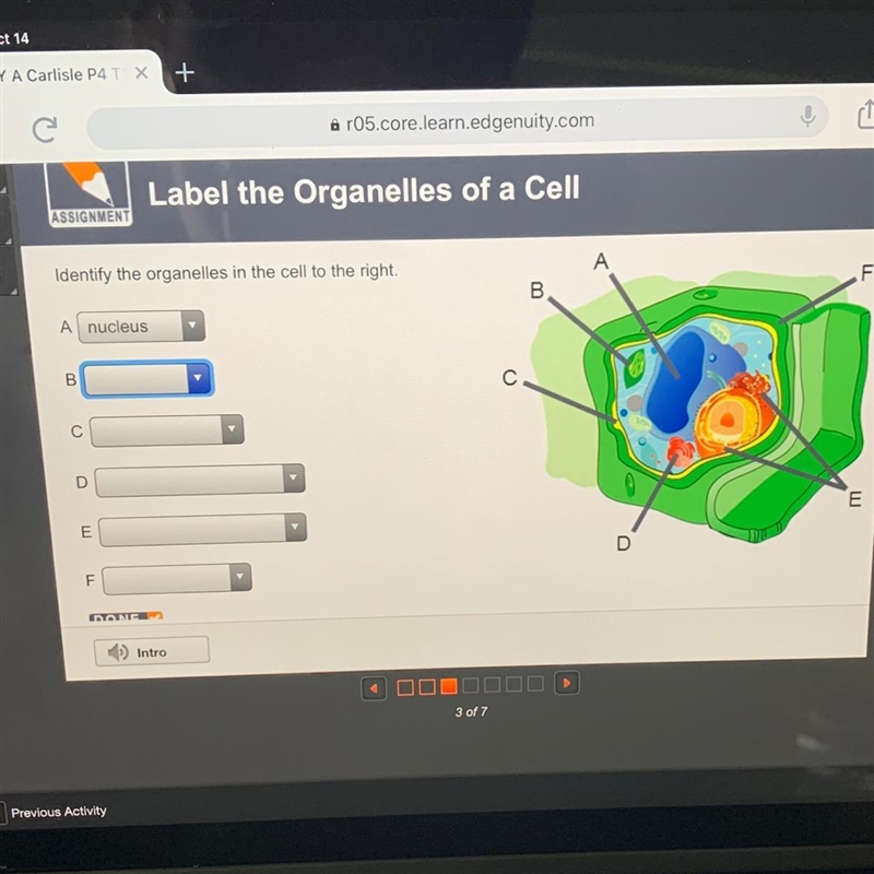 Identify the organelles in the cell to the right-example-1