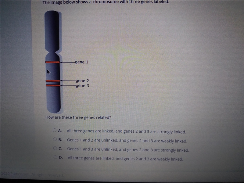 How are these genes related?-example-1