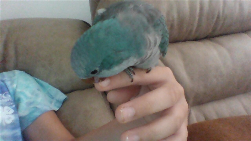 Why is my bird obsessed with biting and destroying my fingernails-example-1