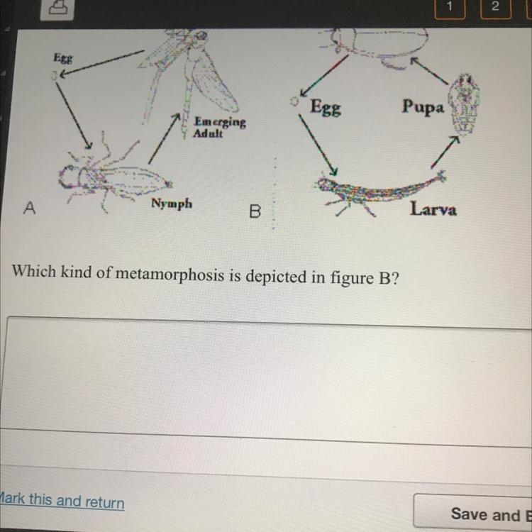 Which kind of metamorphosis is depicted in fiaure B?-example-1