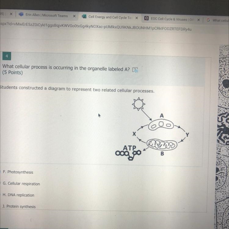 What cellular process is occurring in the organelle labeled A? DS 5 Points) udents-example-1