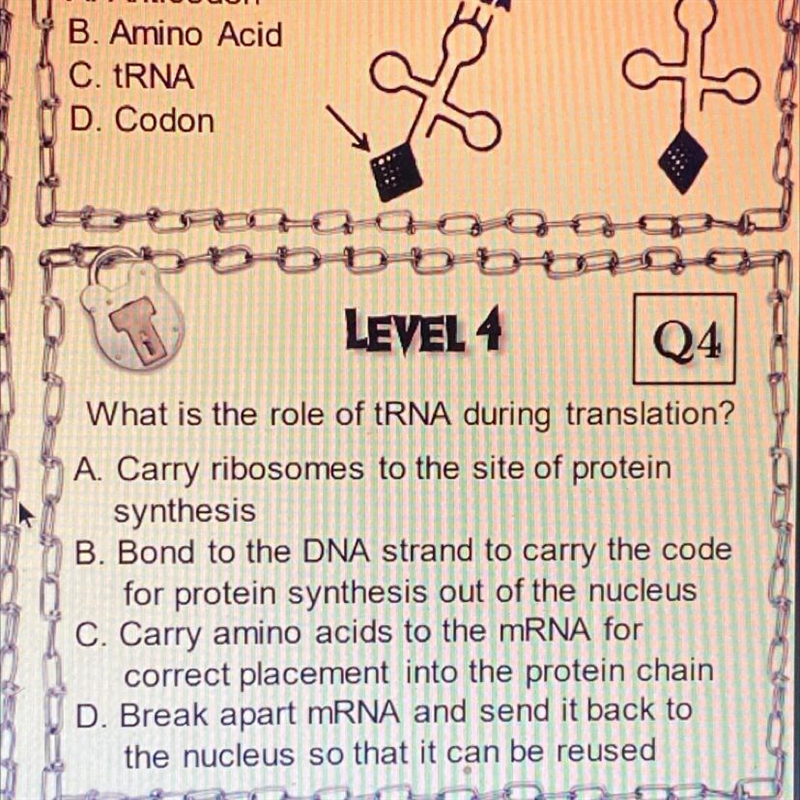 What is the role of tRNA during translation? A. Carry ribosomes to the site of protein-example-1