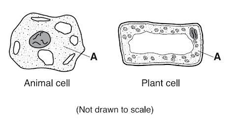 The diagrams below represent two cells. Letter A represents a part of each cell. Which-example-1