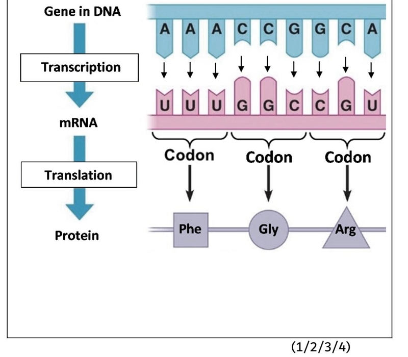 ASAP IMAGE IS ATTACHED THIS IS NOT DIFFICULT There are only 4 types of nucleotides-example-1