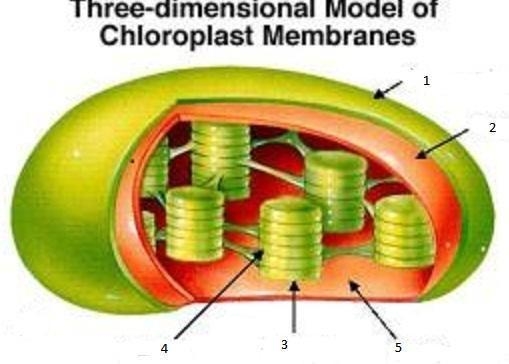 ASAP PLEASE! Number 5 is pointing to the fluid like material inside the chloroplast-example-1