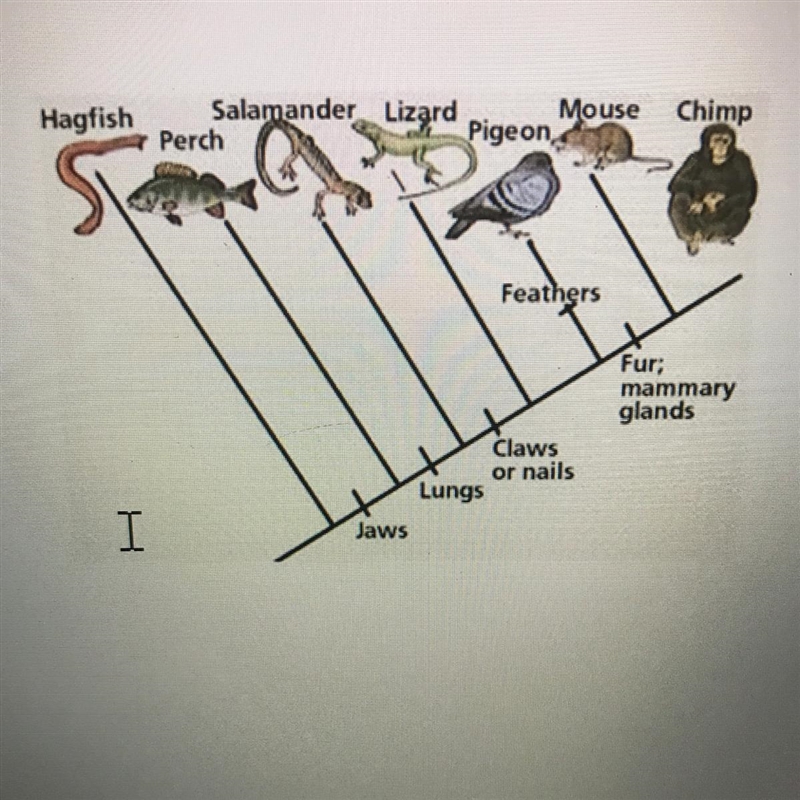 What animal(s) does not have jaws?-example-1