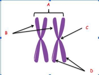 Can someone pls help me with this i have no clue b. Label the tetrad with the following-example-1